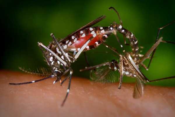 Par de mosquitos de la especie <em>Aedes albopictus</em> practicando un ritual reproductivo mientras la hembra se alimenta de sangre. Foto: James Gathany.