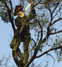 Fotografía de un trabajador en un árbol