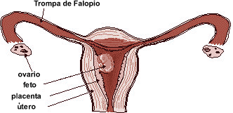 photo del sistema reproductivo de la mujer con feto