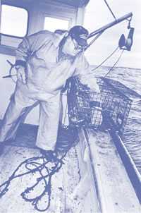 Figura 1. Pescador de langosta mientras sube una sola trampa de langostas.