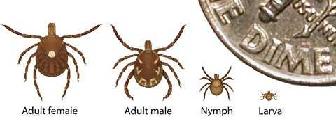 Lone star ticks; Adult female, Adult male, Nymph, and Larva as compared against a portion of a United States DIME coin to demonstrate how small each one is.