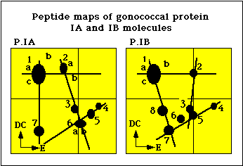 Peptide maps of P.IA and P.IB molecules of N. gonorrhoeae