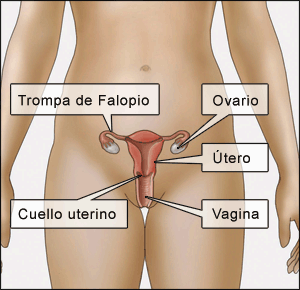 Ilustración de la anatomía femenina que muestra las trompas de Falopio, los ovarios, el cuello uterino, el útero y la vagina