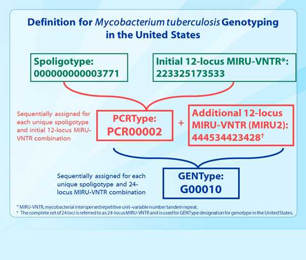 Slide 32. Definition for Mycobacterium tuberculosis Genotyping in the United States.