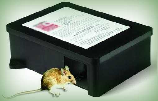 Mouse entering bait box