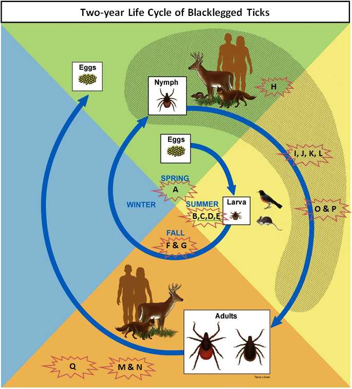 Tick Life Cycle and Study Activity Timeline