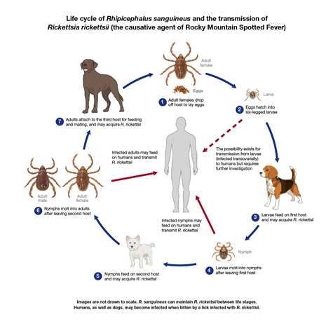 Image shows Rhipicephalus sanguineus at different life stages feeding on three canine hosts. The diagram shows potential pathways for Rickettsia rickettsii to transmit to a human host.