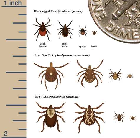 Graphic showing relative sizes of several ticks at different life stages.
