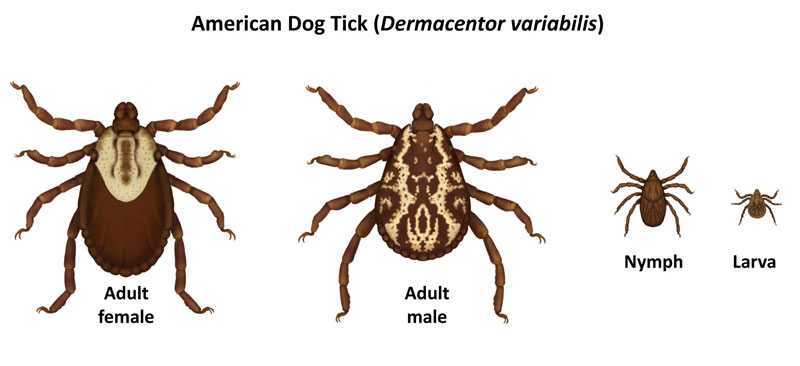 American dog tick adult male, adult female, nymph, and larva