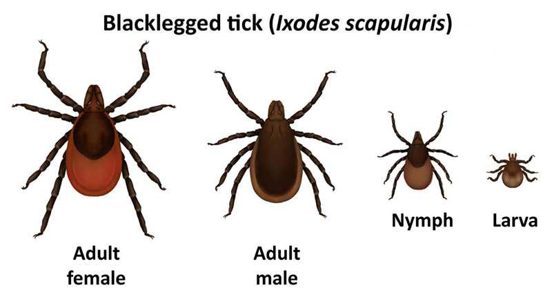 Blacklegged tick adult male, adult female, nymph, and larva