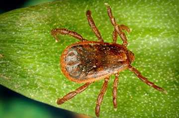 image of a brown dog tick