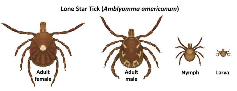 Lone star tick adult male, adult female, nymph, and larva