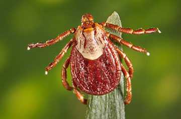 image of a rocky mountain wood tick