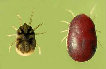 image of two soft ticks