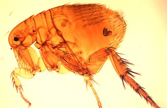 Image of a flea under a microscope