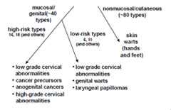 Human Papillomavirus Types and Disease Association chart as described in the Human Papillomavirus section