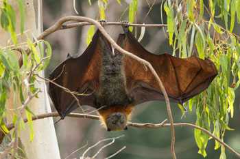 bat hanging in tree