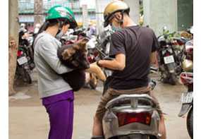 Public health workers in Vietnam use motorcycles to travel around the city and vaccinate dogs.