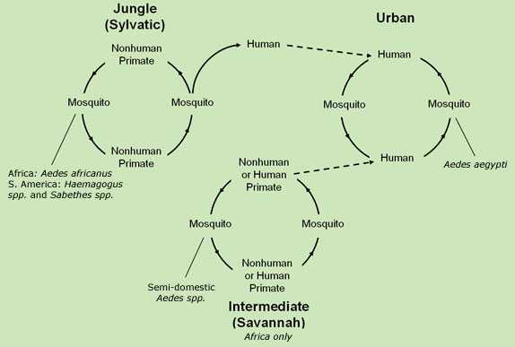 Yellow fever virus has three transmission cycles: jungle (sylvatic), intermediate (savannah), and urban.