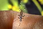 Un mosquito Aedes albopictus hembra alimentándose de un organismo hospedador humano