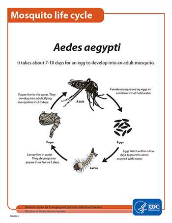 Mosquito live cycle fact sheet thumbnail