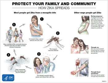 Protect your family and community: How Zika spreads infographic thumbnail