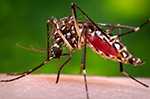 un mosquito Aedes aegypti hembra en proceso de alimentarse con sangre de un organismo hospedador humano.