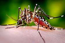 Mosquito Aedes alimentándose de su organismo hospedador humano