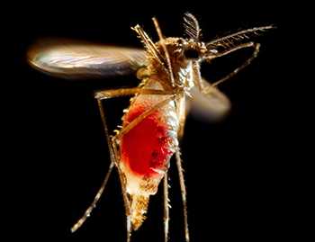 imagen de mosquito volando