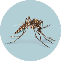Graphic of a mosquito