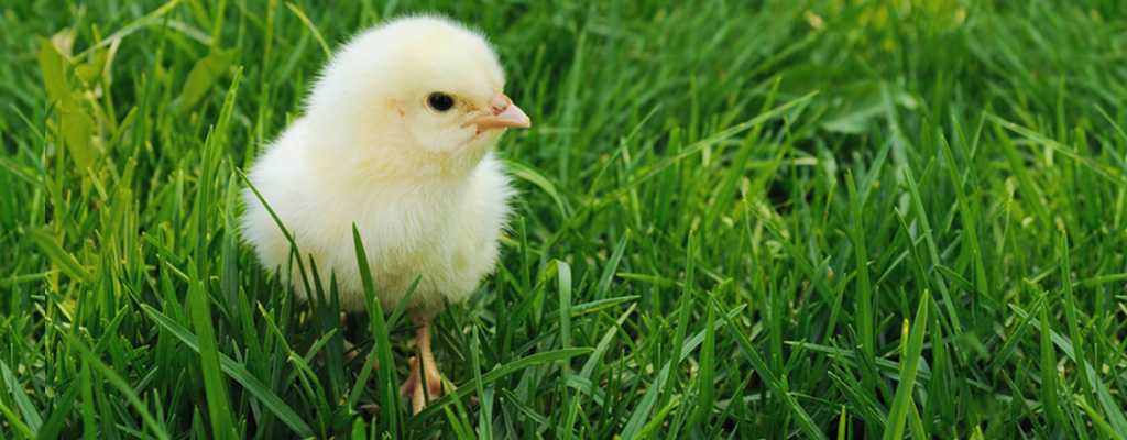 Photo of a baby chicken in the grass