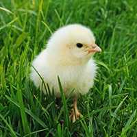 Photo of a baby chicken
