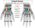 Carpal bones.png