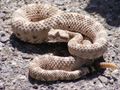 Rattle snake.jpg
