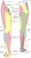 Lower limb peripheral innervation.png